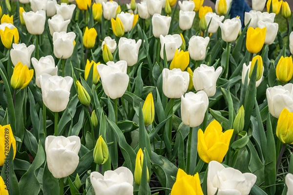 Obraz flower exhibition