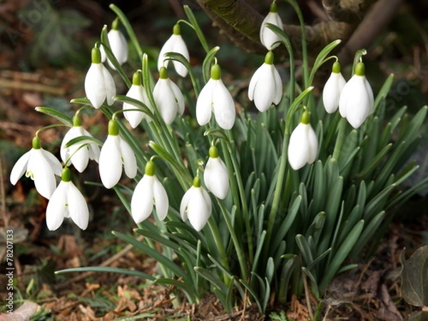 Obraz touffe de perce neige