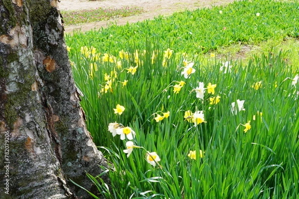 Fototapeta スイセン