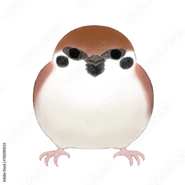 Fototapeta 正面から見た丸いスズメのイラスト