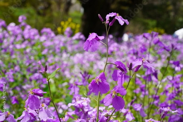 Obraz ムラサキハナナ　オオアラセイトウ　