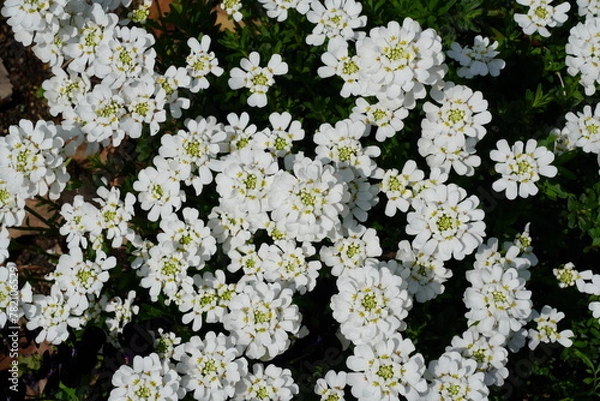 Fototapeta イベリス