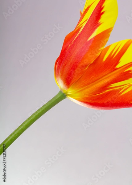 Fototapeta Tulpen