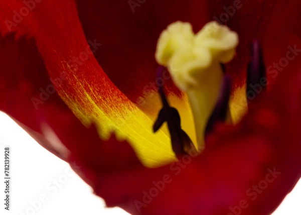 Fototapeta Tulpe