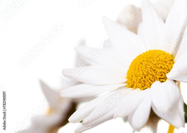 Fototapeta Margeriten