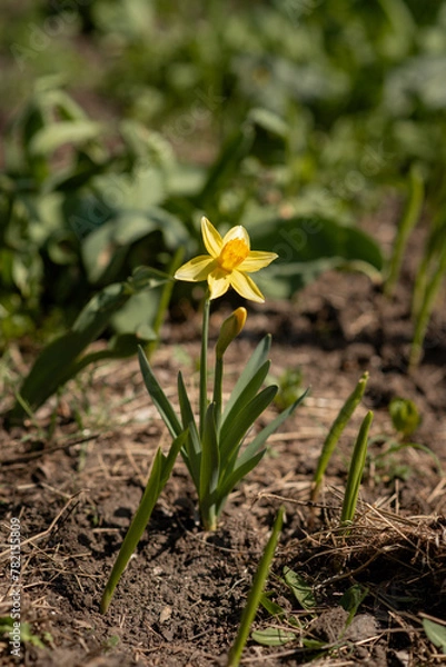 Fototapeta A single yellow daffodil in the grass