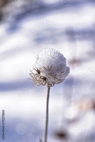 Obraz snow covered plant