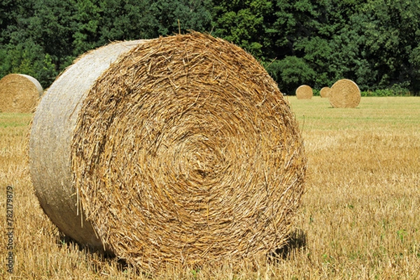 Obraz Straw bales in a field