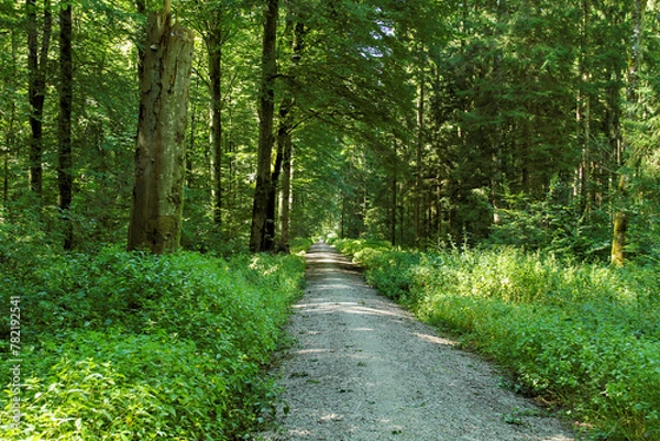 Obraz Gravel path in a forest