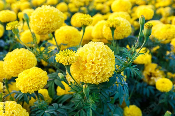 Obraz marigold flower in garden