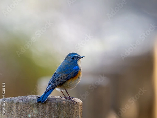 Obraz 木陰の杭の上に留まっているルリビタキの雄