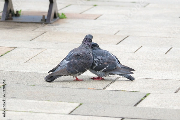 Obraz 寄り添うハト