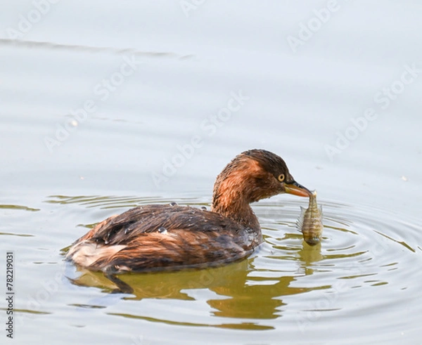 Obraz カイツブリ3