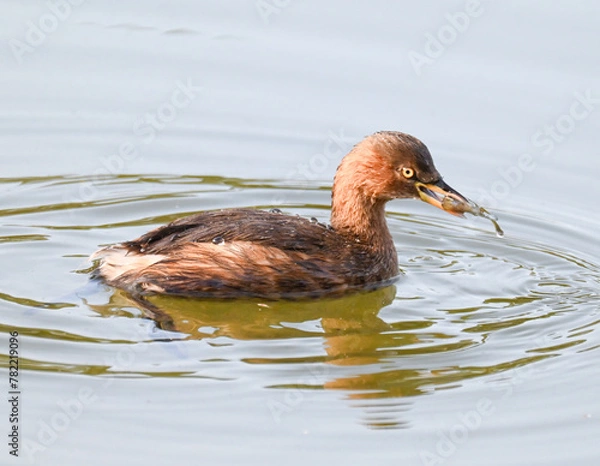 Obraz カイツブリ2