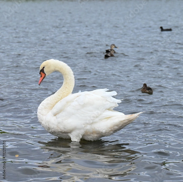 Obraz ハクチョウ