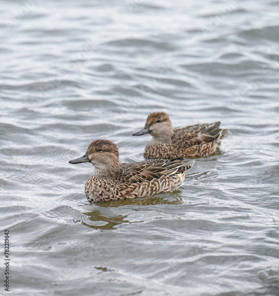 Obraz コガモのメス