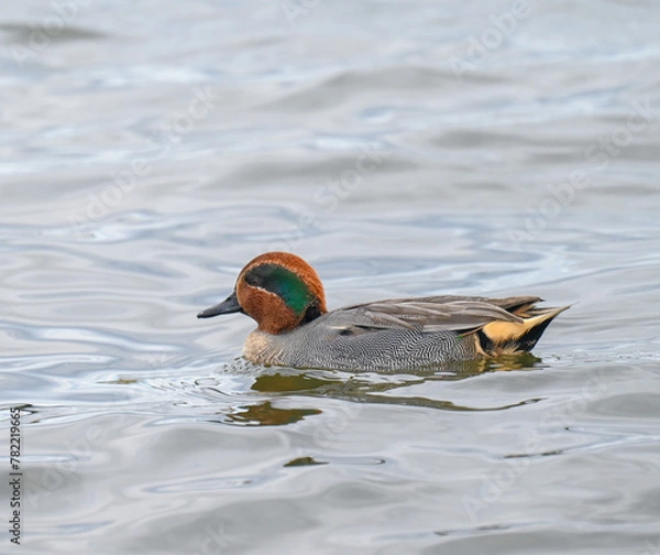 Obraz コガモのオス
