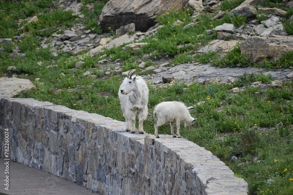 Fototapeta Wildlife, Forests, Mountains, and Landscapes in the northern USA