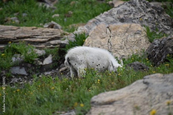 Fototapeta Wildlife, Forests, Mountains, and Landscapes in the northern USA