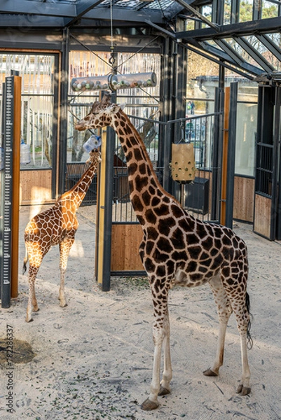 Fototapeta giraffe in the zoo