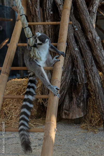 Fototapeta Animals in zoo 