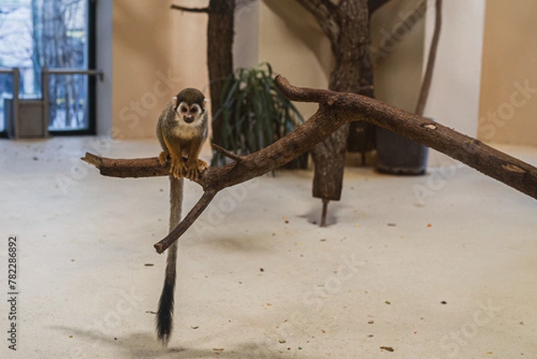 Fototapeta Monkey sitting on the tree
