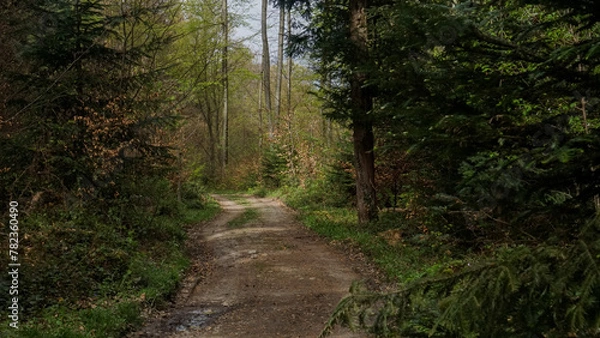 Obraz Einsamer Waldweg
