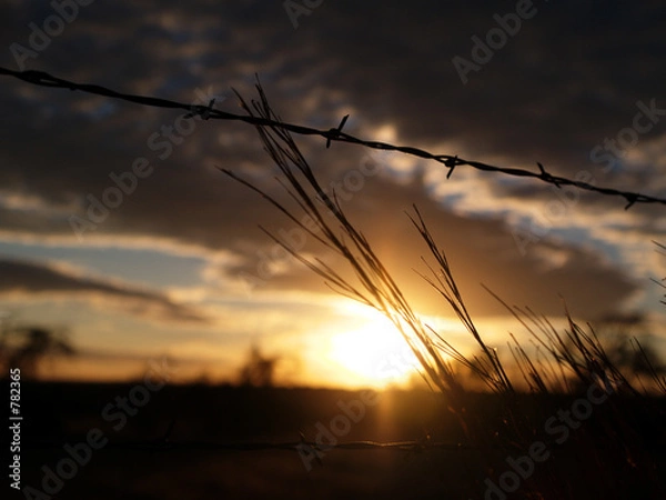Obraz barbed sunset 2