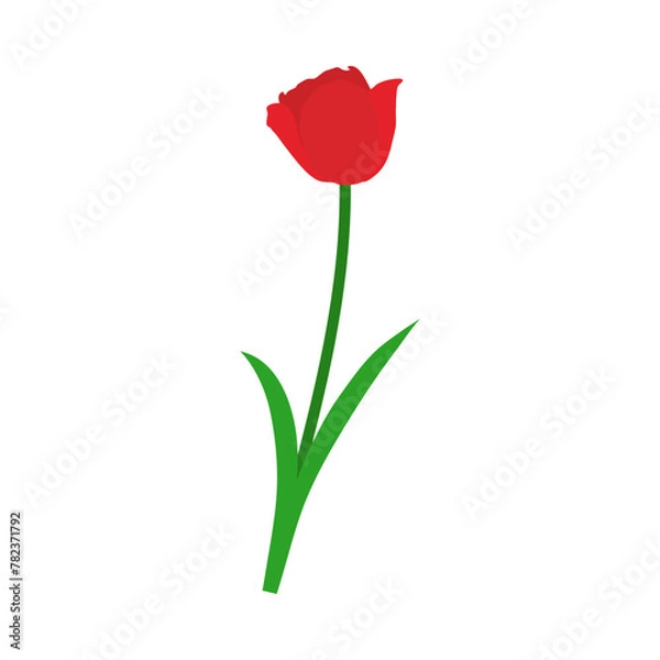 Fototapeta Spring Tulip Element