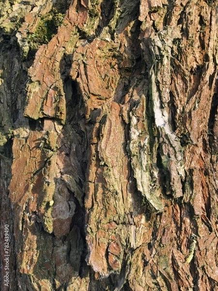 Fototapeta Bark on a willow tree.