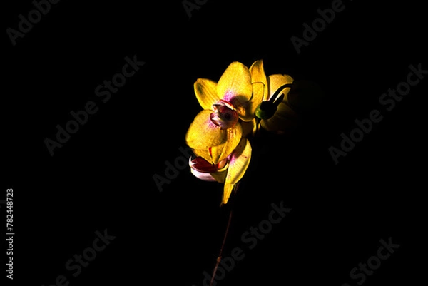 Obraz FLORES ,FLOWER