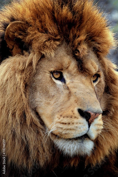 Obraz lion portrait