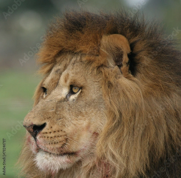 Obraz lion portrait