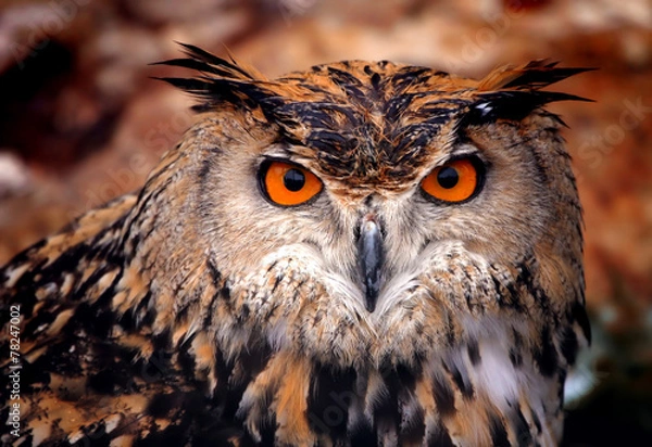 Obraz Eagle owl