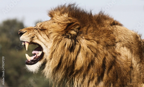Obraz angry lion