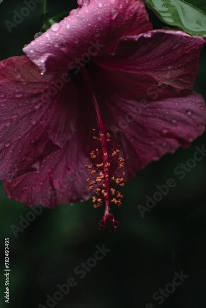 Obraz Pink hibiscus flower with rain drops