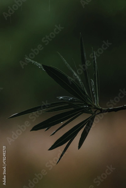 Obraz Oleander leaves with rainwater