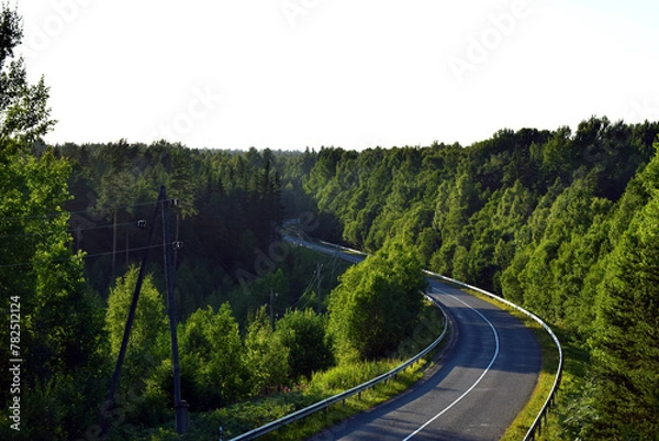 Fototapeta road in forest
