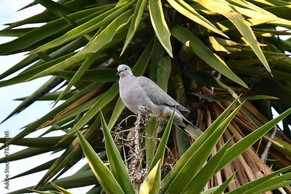 Obraz Eine Taube sitzt in einer Palme 