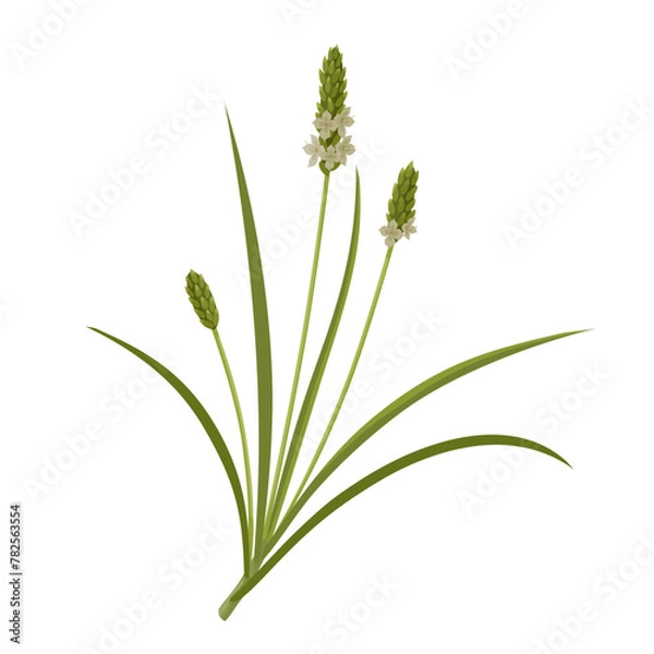 Obraz Vector illustration, Plantago ovata, also known as ispaghula dan psyllium, isolated on white background.
