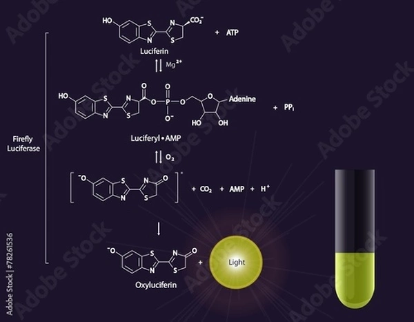 Obraz Luciferase reaction