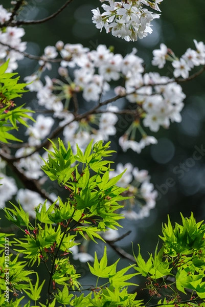 Fototapeta 桜と新緑