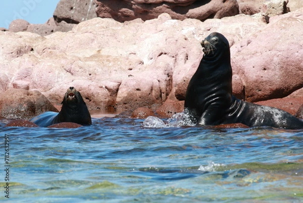 Fototapeta 水面近くの岩礁で吠えるカリフォルニアアシカ
