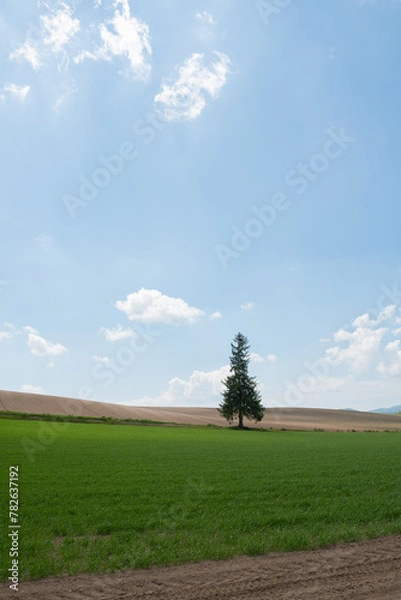 Obraz 春の畑の中に立つマツの木
