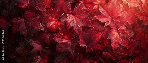 Fototapeta Maple leaves turning red, close up, autumn hues, soft backlight, detailed texture