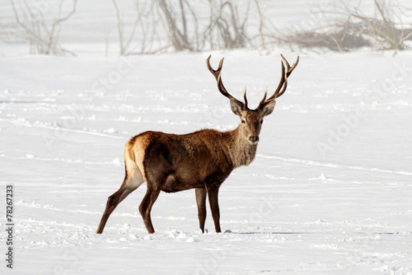 Obraz Deer