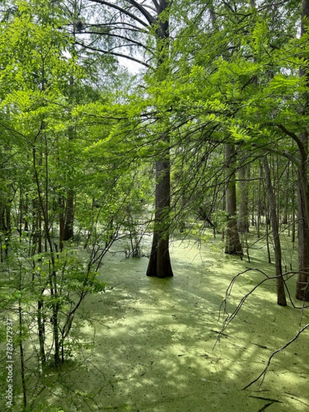 Obraz cypress swamp florida