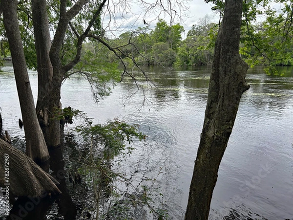 Obraz Suwannee River