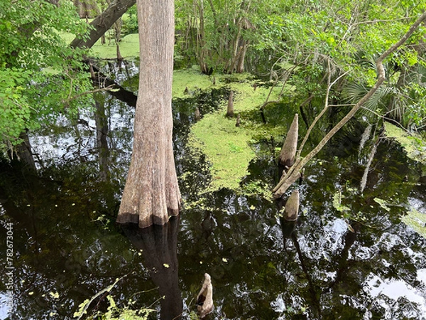 Obraz Florida swamp flooded by Suwanee River