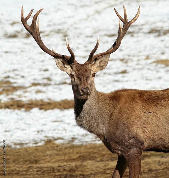Obraz Deer